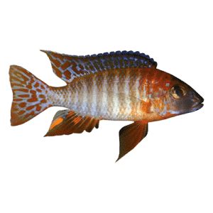 live fish direct.